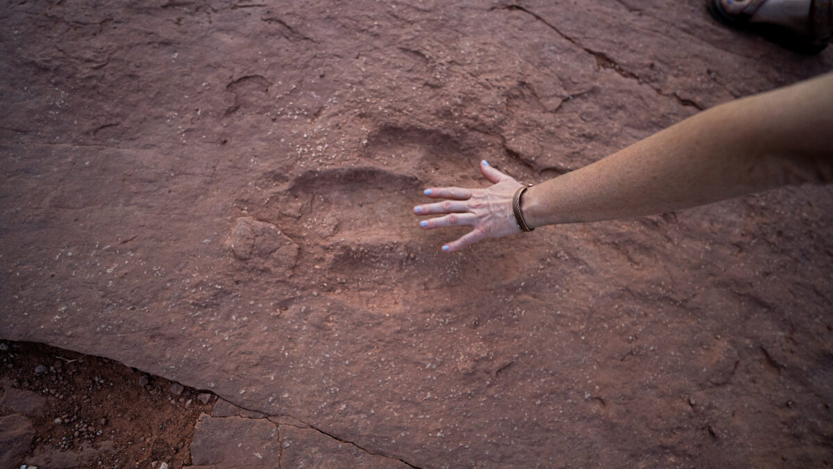 Dino Tracks Warner Valley 02