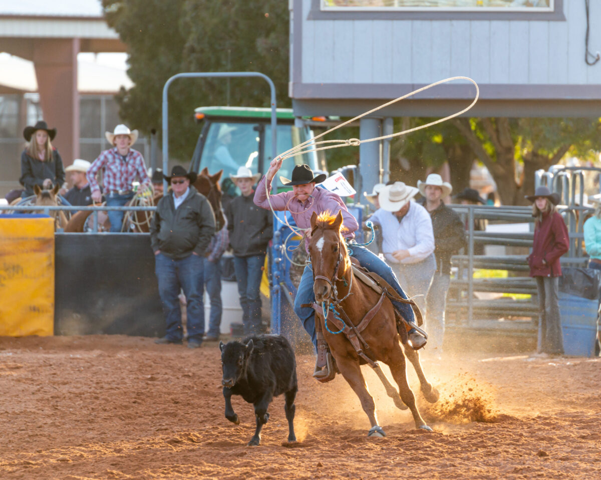 Legacy Park Washington County Fair Rodeo. Male rider attempting to rope a calf. 