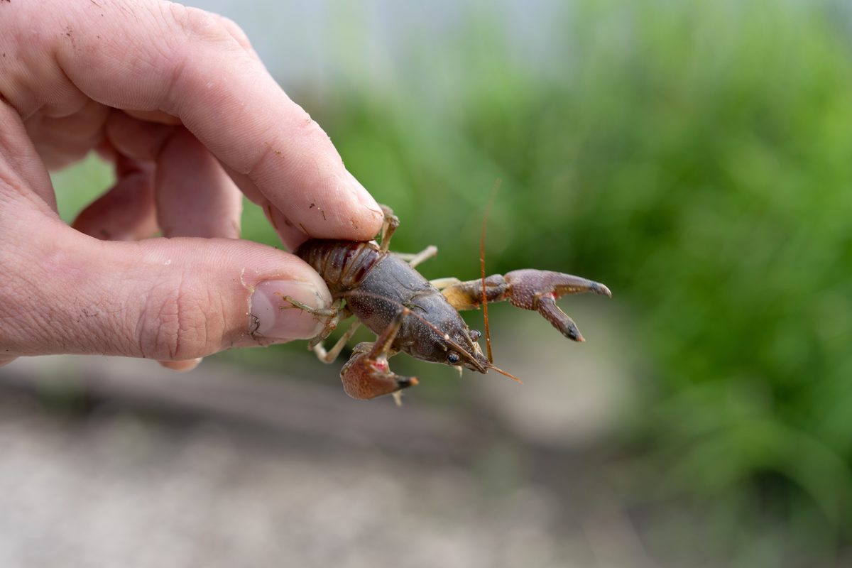 Crawdad